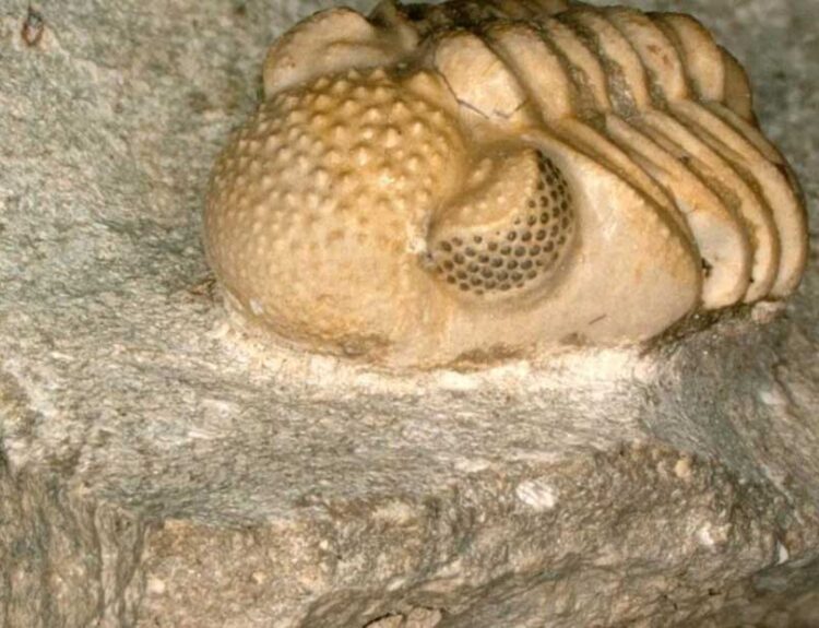 Unveiling 390-Million-Year-Old Hyper Compound Eye