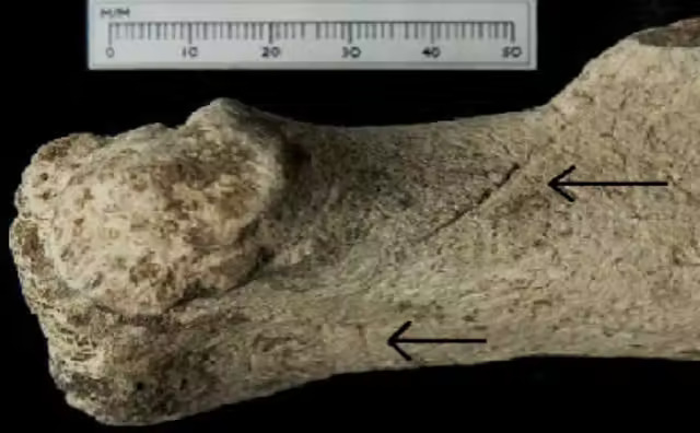 Stonehenge’s Prehistoric Landscape: Deer, Elk, and Open Woodland, New Study Reveals