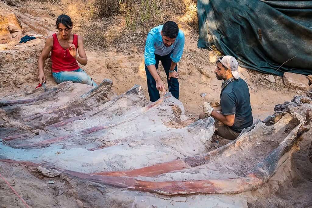 Largest Dinosaur Fossil in Europe Discovered in Portugal – 150 Million-Year-Old Sauropod Unearthed