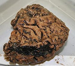 Old Brain Discovered in England: The Iron Age