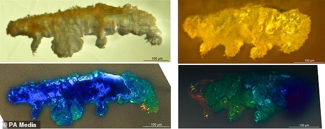 16-Million-Year-Old Fossilized Water Bear in Amber