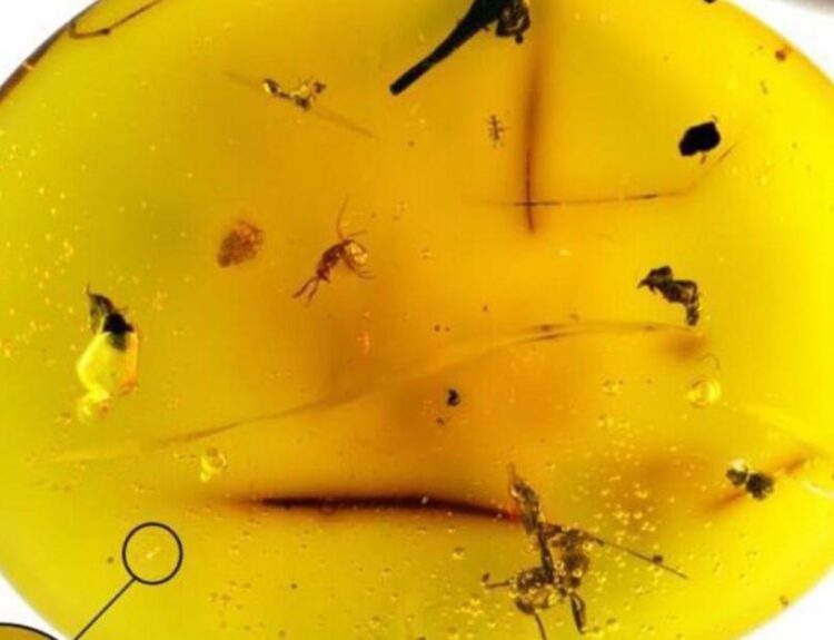 Fossilized Water Bear in Amber