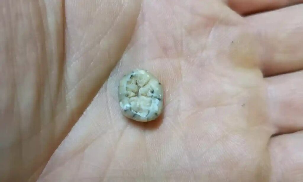 130,000-Year-Old Denisovan Child’s Tooth  Discovered in Laos 