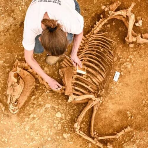 Astonishing’ remains of horses buried 2,000 years ago