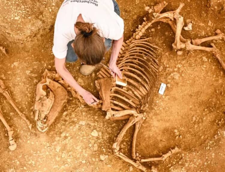 Astonishing’ remains of horses buried 2,000 years ago