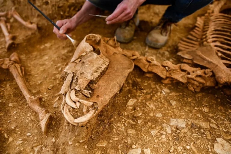 Astonishing’ remains of horses buried