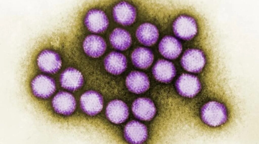 Oldest Known Human Viruses Discovered In 50,000-year-old Neanderthal Remains