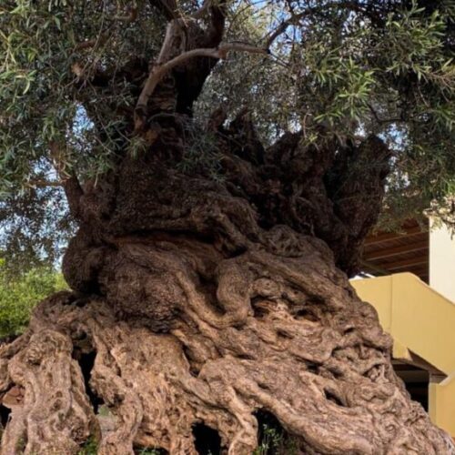 Historic 3,000-year-old Olive Tree Still Producing Olives To This Day