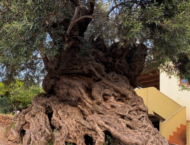 Historic 3,000-year-old Olive Tree Still Producing Olives To This Day