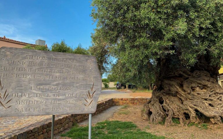 Historic 3,000-year-old Olive Tree Still Producing Olives To This Day