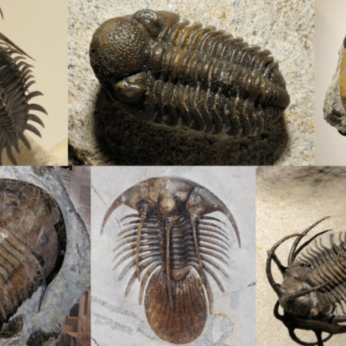 490-Million-Year-Old Trilobites Reveal Gondwana’s Ancient Geography