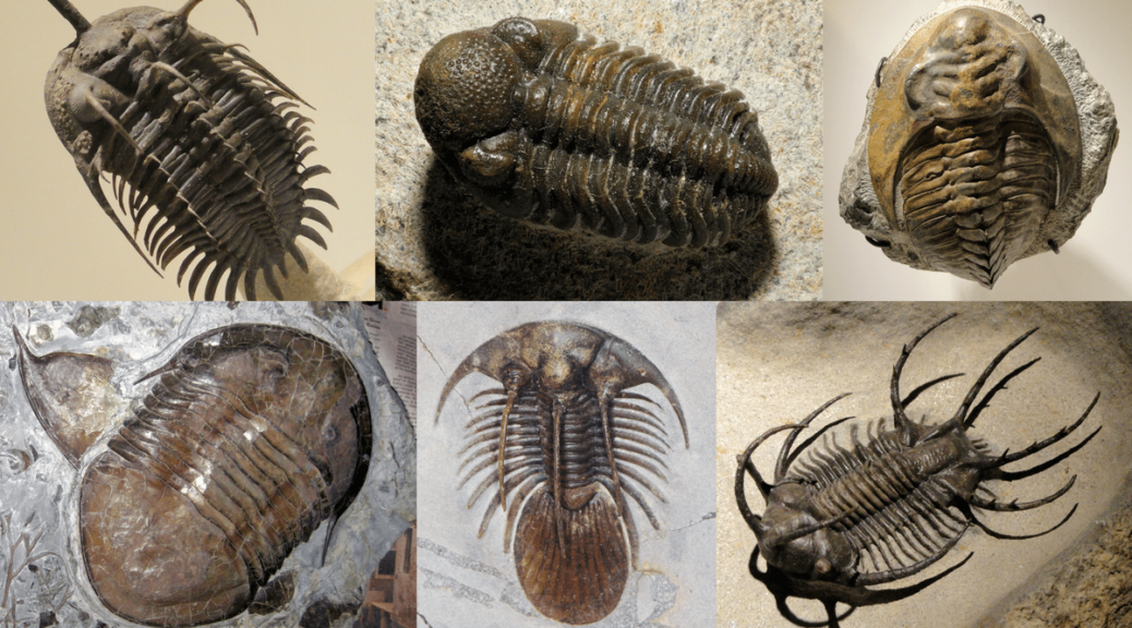 490-Million-Year-Old Trilobites Reveal Gondwana’s Ancient Geography