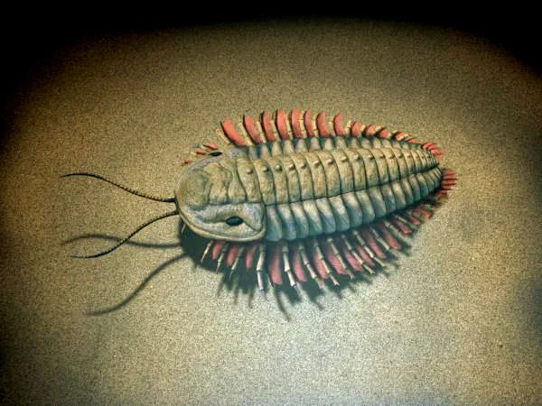 490-Million-Year-Old Trilobites Reveal Gondwana’s Ancient Geography