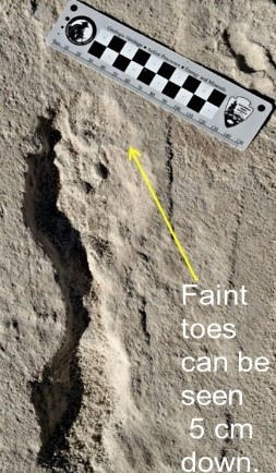 12,000-Year-Old Human Footprints Found at White Sands National Park