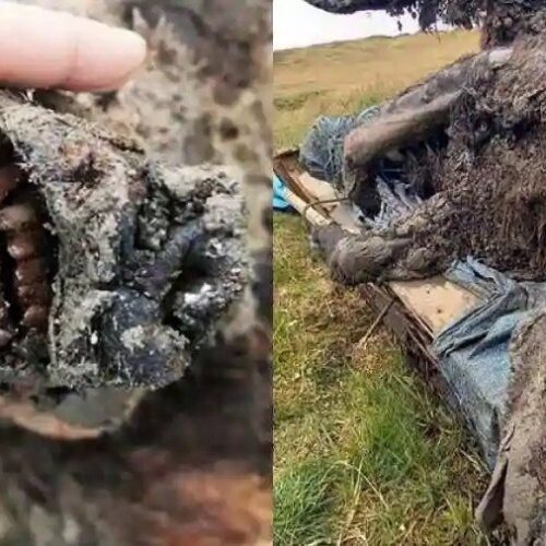 39,000-Year-Old Cave Bear Found Frozen With Fur and Internal Organs
