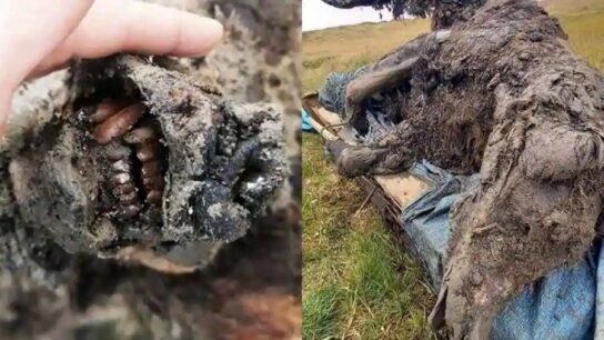 39,000-Year-Old Cave Bear Found Frozen With Fur and Internal Organs