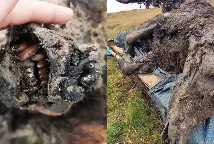 39,000-Year-Old Cave Bear Found Frozen With Fur and Internal Organs