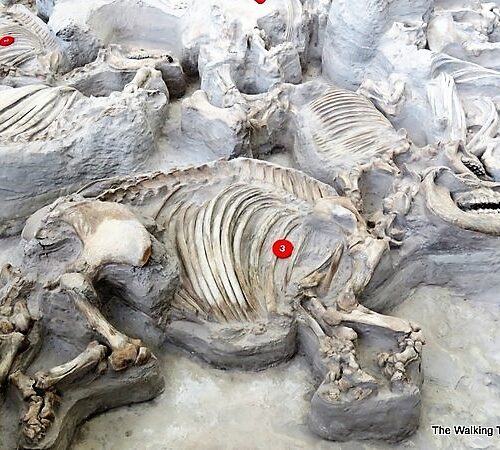 Hundreds of 12-Million-Year-Old Prehistoric Animals Discovered in Nebraska’s Volcanic Ashfall Fossil Beds