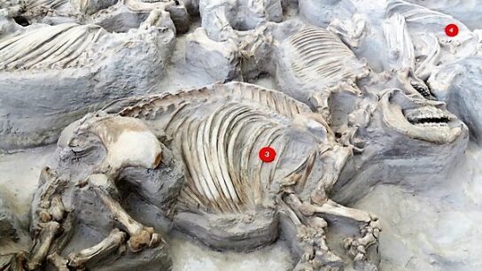 Hundreds of 12-Million-Year-Old Prehistoric Animals Discovered in Nebraska’s Volcanic Ashfall Fossil Beds