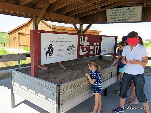 Hundreds of 12-Million-Year-Old Prehistoric Animals Discovered in Nebraska’s Volcanic Ashfall Fossil Beds