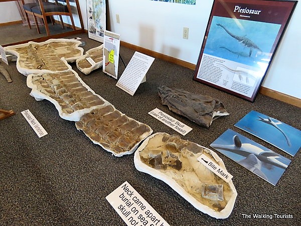 Hundreds of 12-Million-Year-Old Prehistoric Animals Discovered in Nebraska’s Volcanic Ashfall Fossil Beds