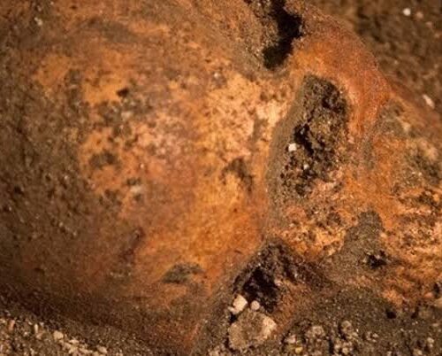 Skeletons Found Under a Florida Wine Shop May Be Some of America’s First Colonists