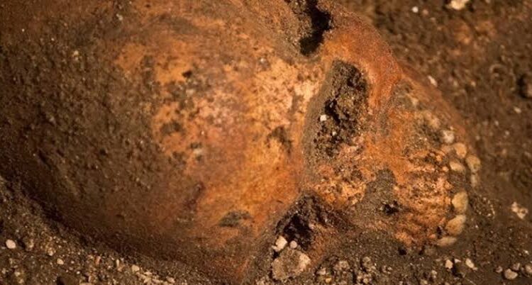 Skeletons Found Under a Florida Wine Shop May Be Some of America’s First Colonists