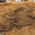 Iron Age chariot burial found in East Yorkshire with horses ‘leaping out of the grave’