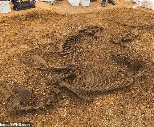 Iron Age chariot burial found in East Yorkshire with horses ‘leaping out of the grave’