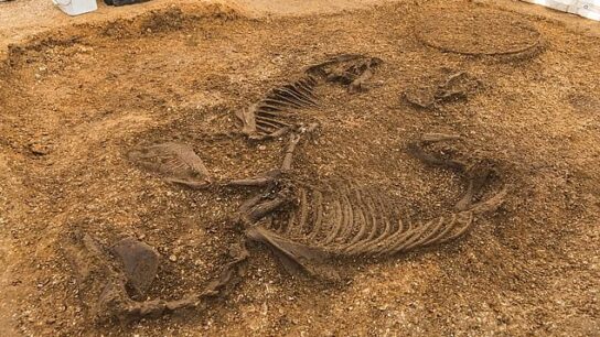 Iron Age chariot burial found in East Yorkshire with horses ‘leaping out of the grave’