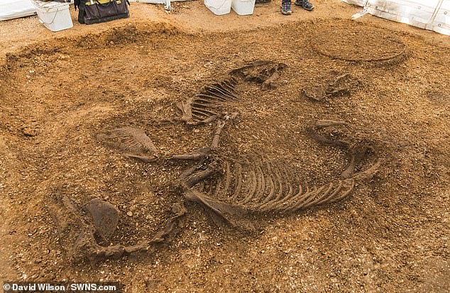 Iron Age chariot burial found in East Yorkshire with horses ‘leaping out of the grave’