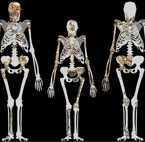 2-Million-Year-Old Human Ancestor Preserved Tissue Maybe the oldest skin ever discovered