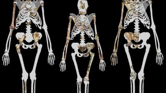 2-Million-Year-Old Human Ancestor Preserved Tissue Maybe the oldest skin ever discovered