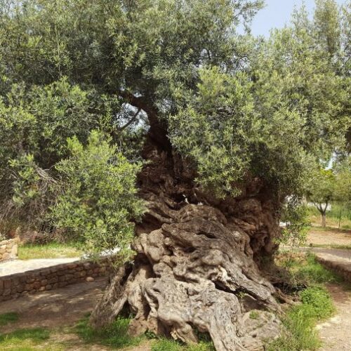 3,000-Year-Old Olive Tree in Crete Still Produces Olives Today