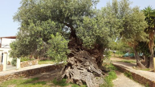 3,000-Year-Old Olive Tree in Crete Still Produces Olives Today