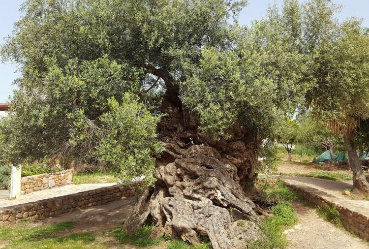 3,000-Year-Old Olive Tree in Crete Still Produces Olives Today