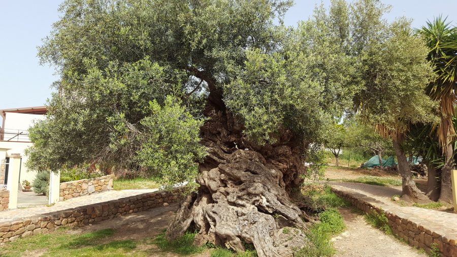 3,000-Year-Old Olive Tree in Crete Still Produces Olives Today