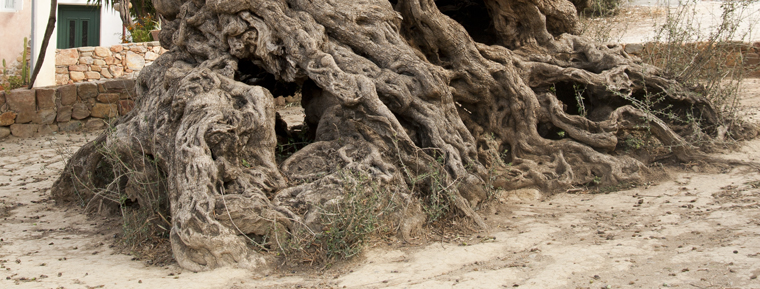 3,000-Year-Old Olive Tree in Crete Still Produces Olives Today