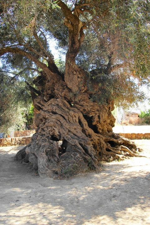 3,000-Year-Old Olive Tree in Crete Still Produces Olives Today