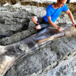 1,100-Pound Dinosaur Bone Found in France After 140 Million Years