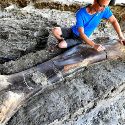 1,100-Pound Dinosaur Bone Found in France After 140 Million Years