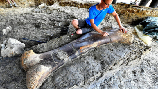 1,100-Pound Dinosaur Bone Found in France After 140 Million Years
