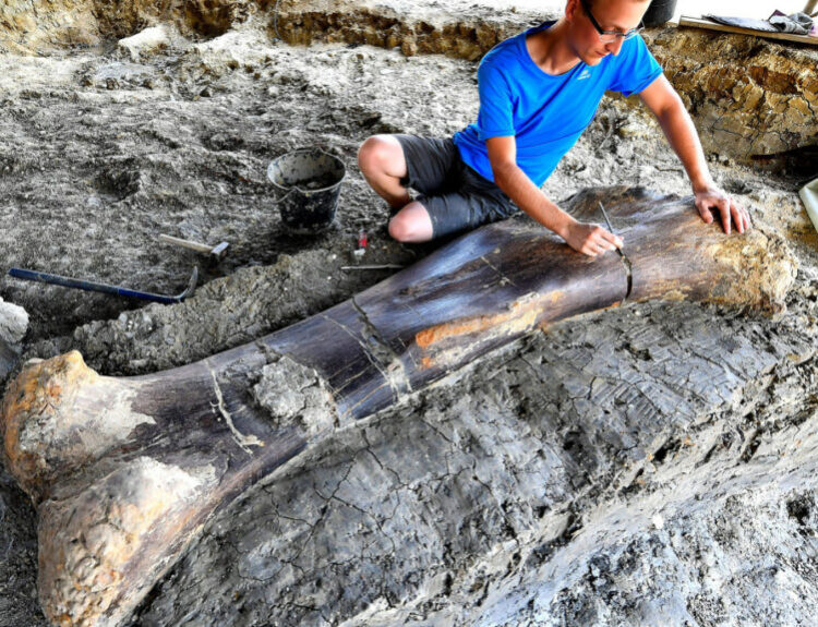 1,100-Pound Dinosaur Bone Found in France After 140 Million Years