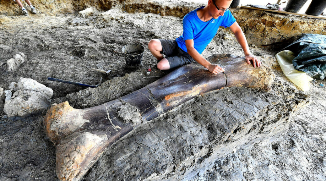 1,100-Pound Dinosaur Bone Found in France After 140 Million Years