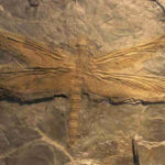 Meganeuropsis: The Giant Prehistoric Insect with a 65 cm Wingspan