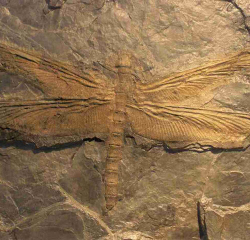 Meganeuropsis: The Giant Prehistoric Insect with a 65 cm Wingspan