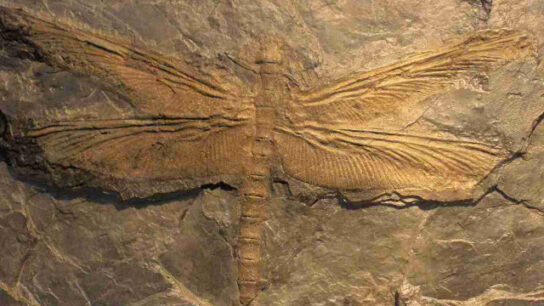 Meganeuropsis: The Giant Prehistoric Insect with a 65 cm Wingspan