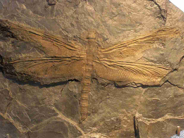 Meganeuropsis: The Giant Prehistoric Insect with a 65 cm Wingspan