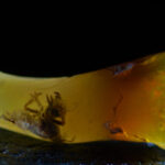 Fossilized Insect Found Preserved in Opal, a Rare 4–7 Million-Year-Old Discovery