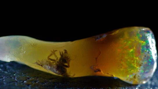 Fossilized Insect Found Preserved in Opal, a Rare 4–7 Million-Year-Old Discovery